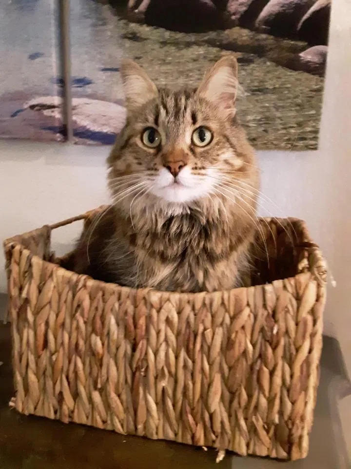 Lost cat in Oceanside, CA, 92056