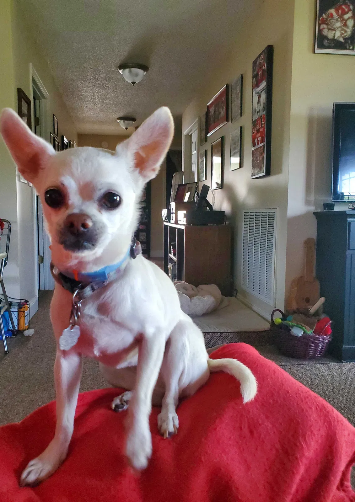 Lost dog in Madisonville, TN, 37354