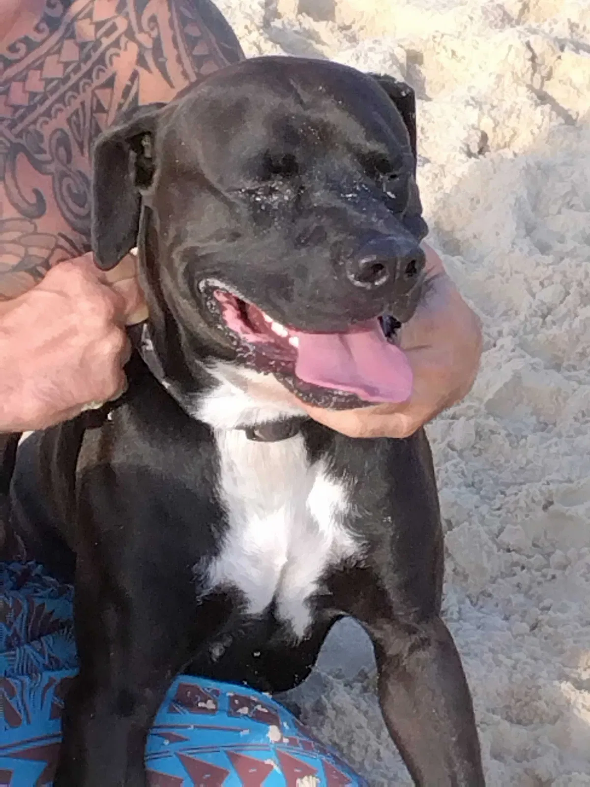 Found dog in Waimanalo, HI, 96795