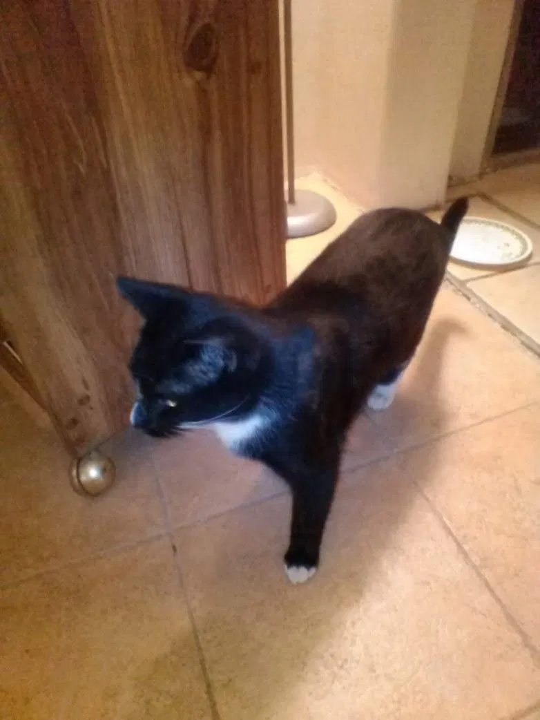 Lost cat in Tucson, AZ, 85712