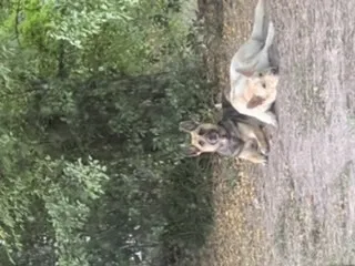 Lost dog in Longview, TX, 75601