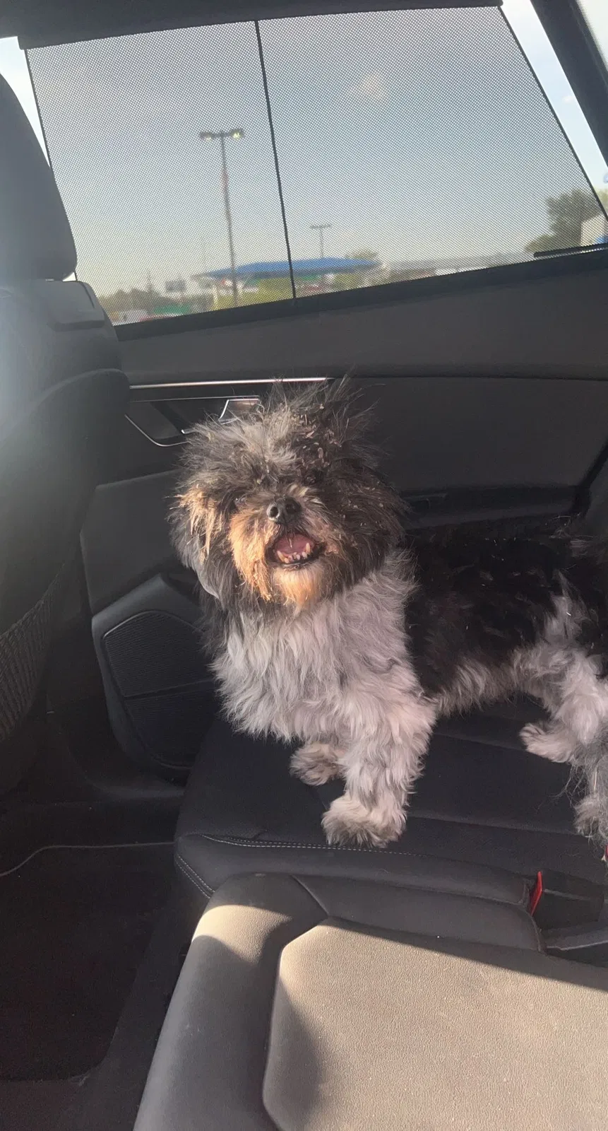 Found dog in Italy, TX, 76651