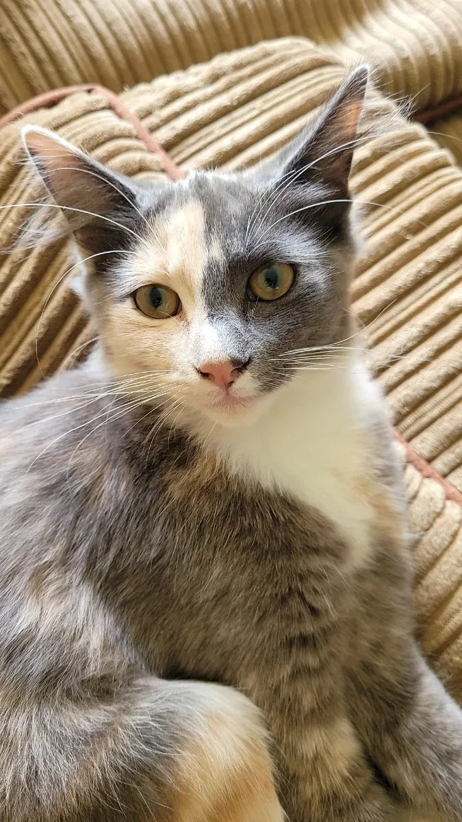 Lost cat in Tracy, CA, 95391