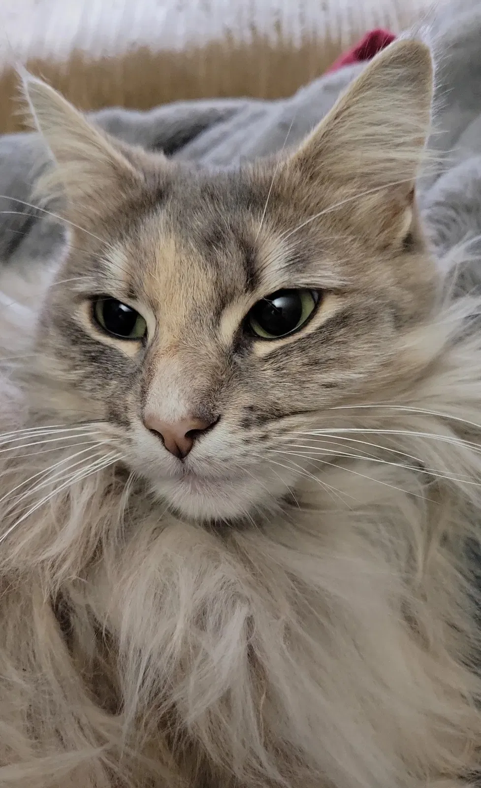 Lost cat in Tracy, CA, 95391