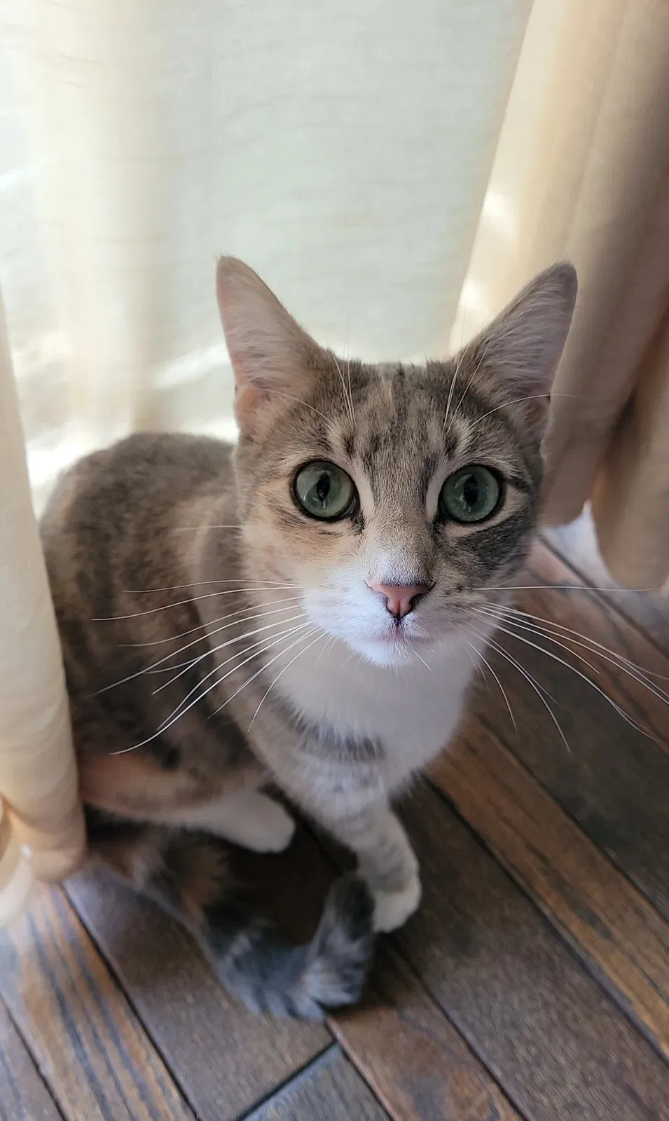 Lost cat in Tracy, CA, 95391