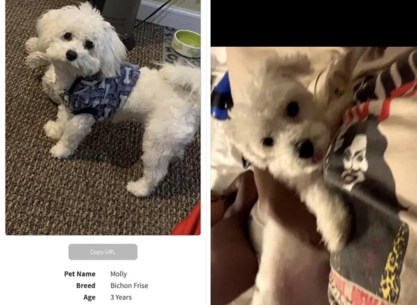 Lost dog in Baltimore, MD, 21206