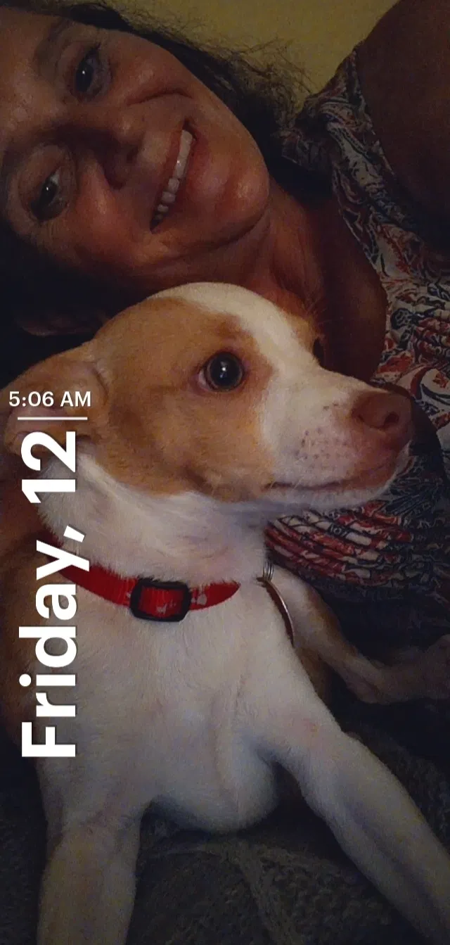 Lost dog in Shreveport, LA, 71119