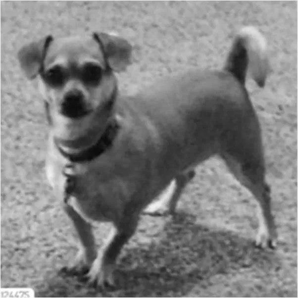 Lost dog in Garland, TX, 75042