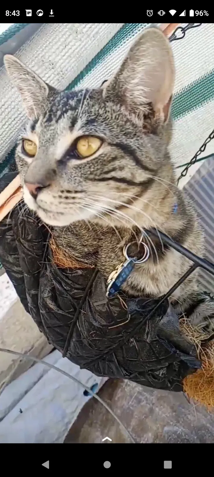 Lost cat in Las Vegas, NV, 89147