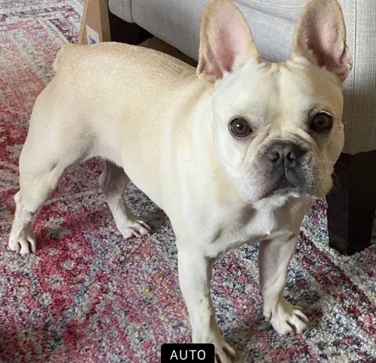 Lost dog in Wylie, TX, 75098