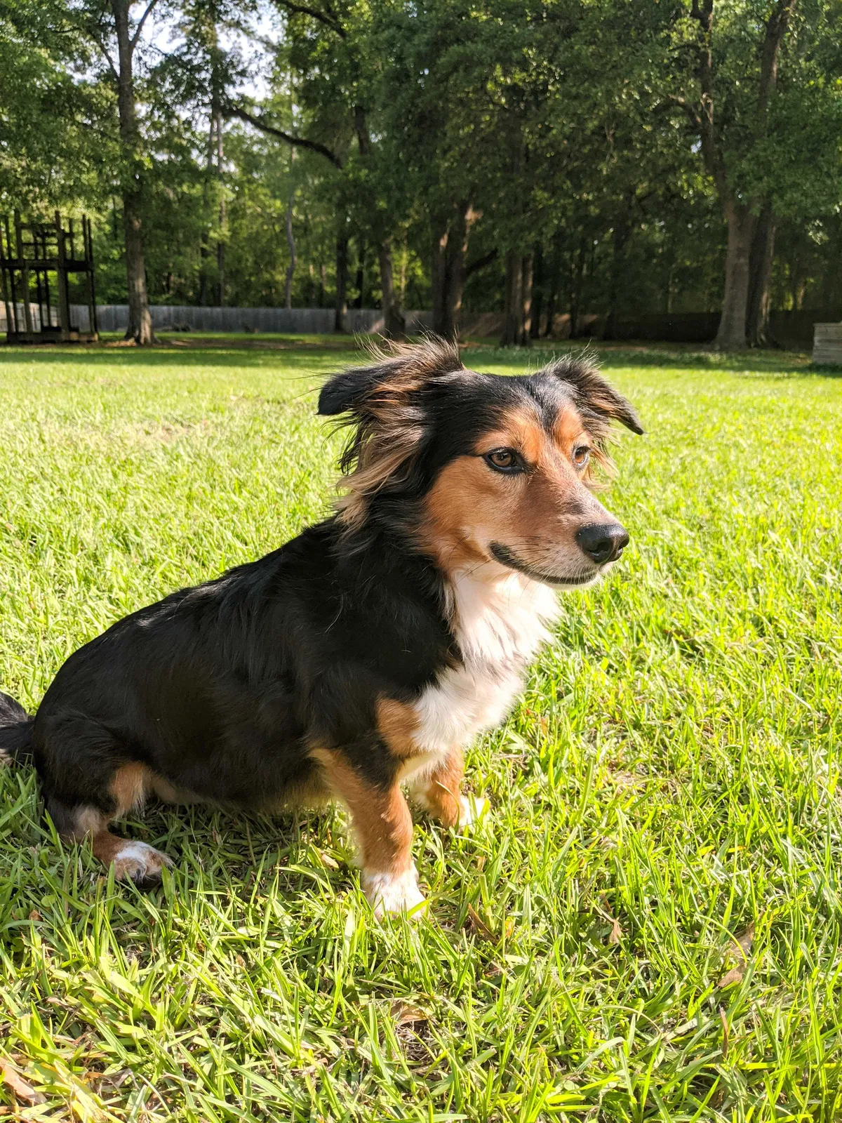 Lost dog in Mandeville, LA, 70471