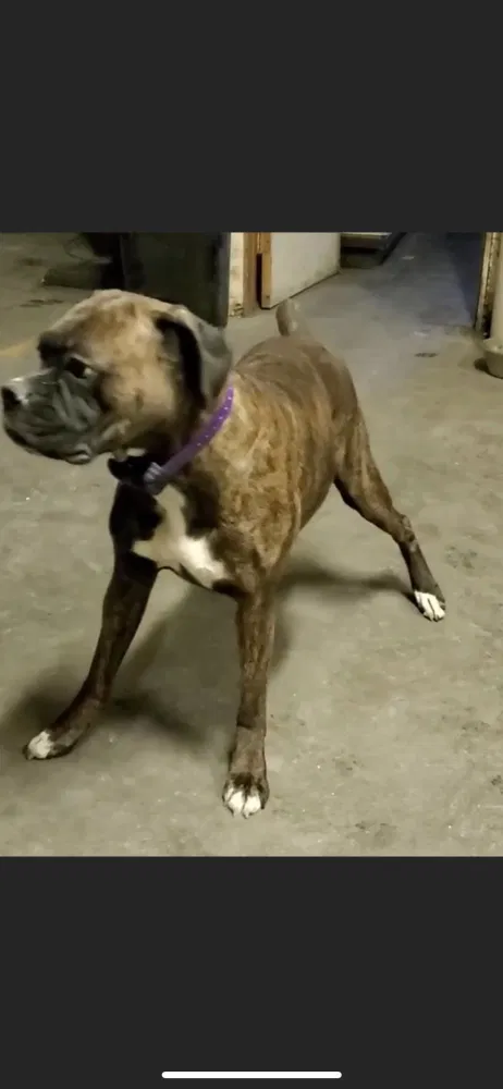Lost dog in Wasilla, AK, 99654