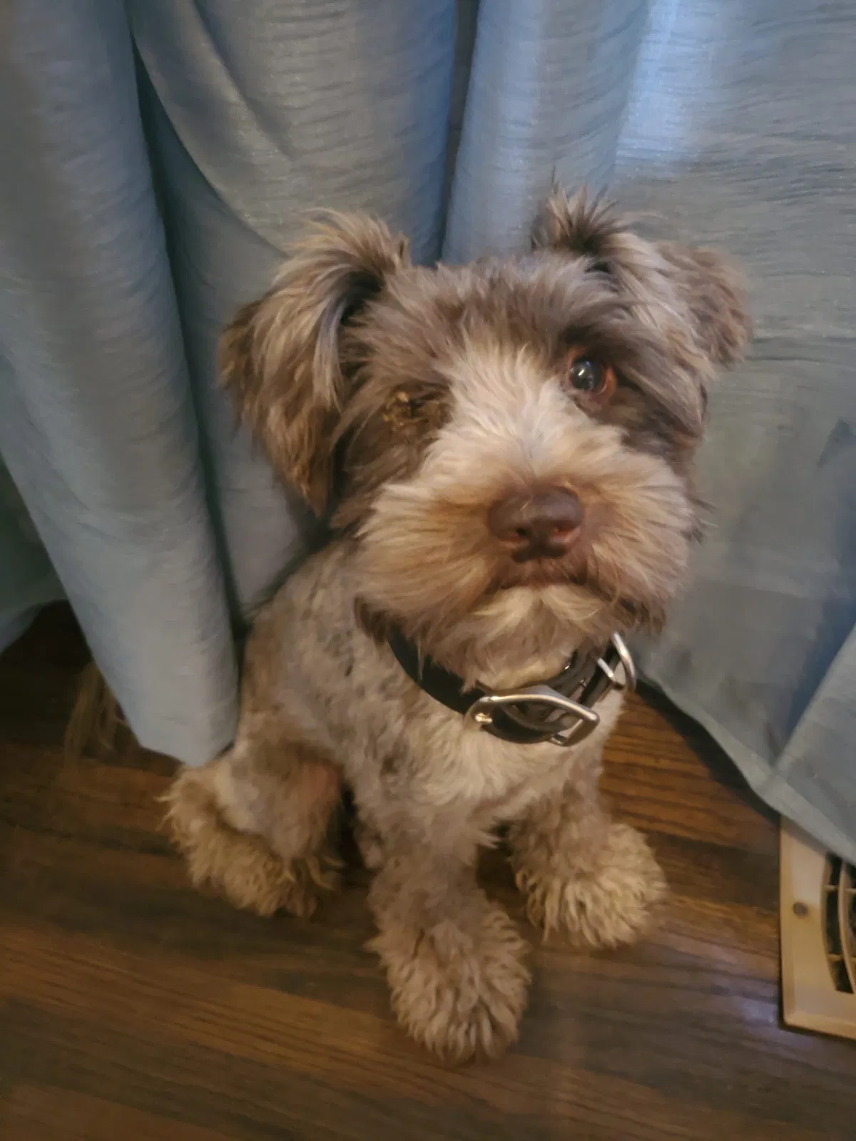 Lost dog in Tulsa, OK, 74112