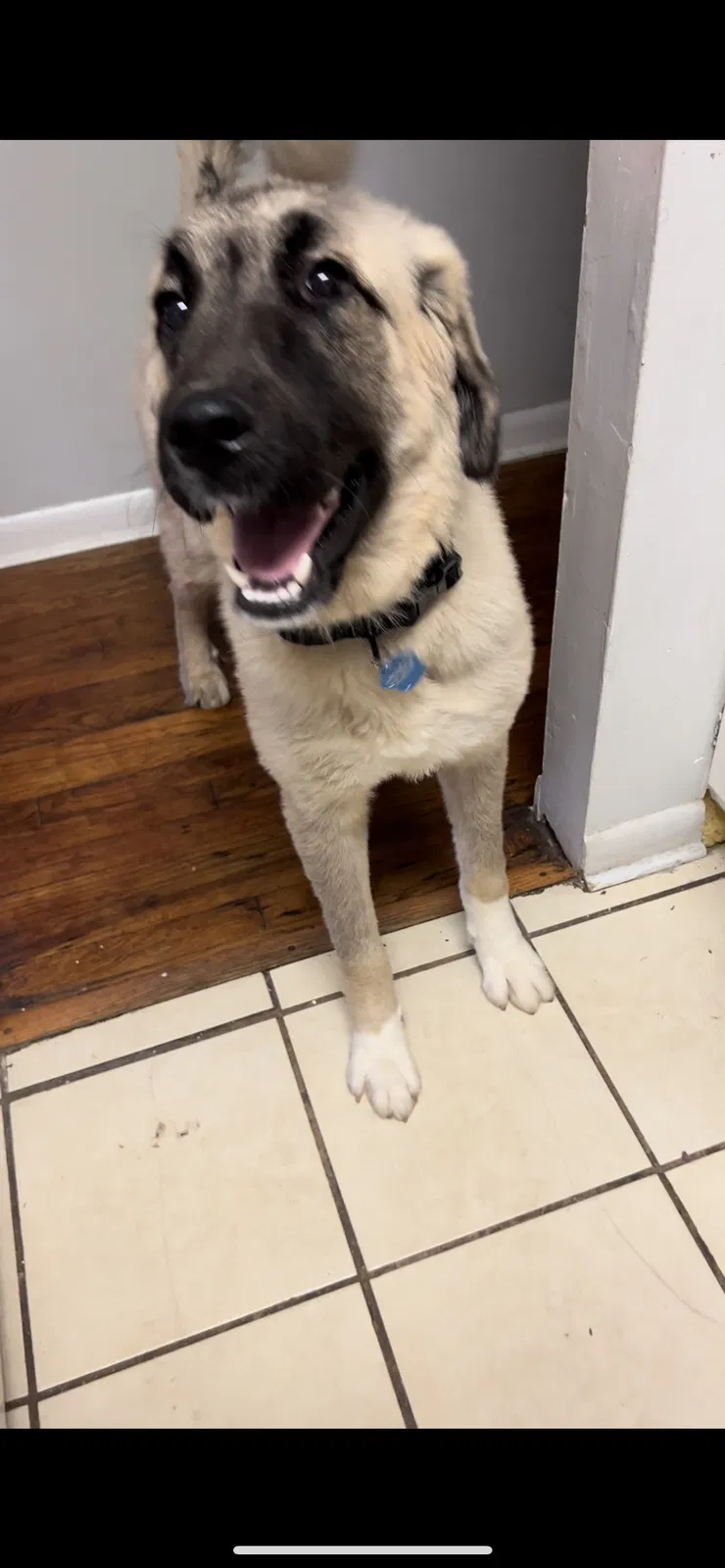 Lost dog in Atlanta, GA, 30315