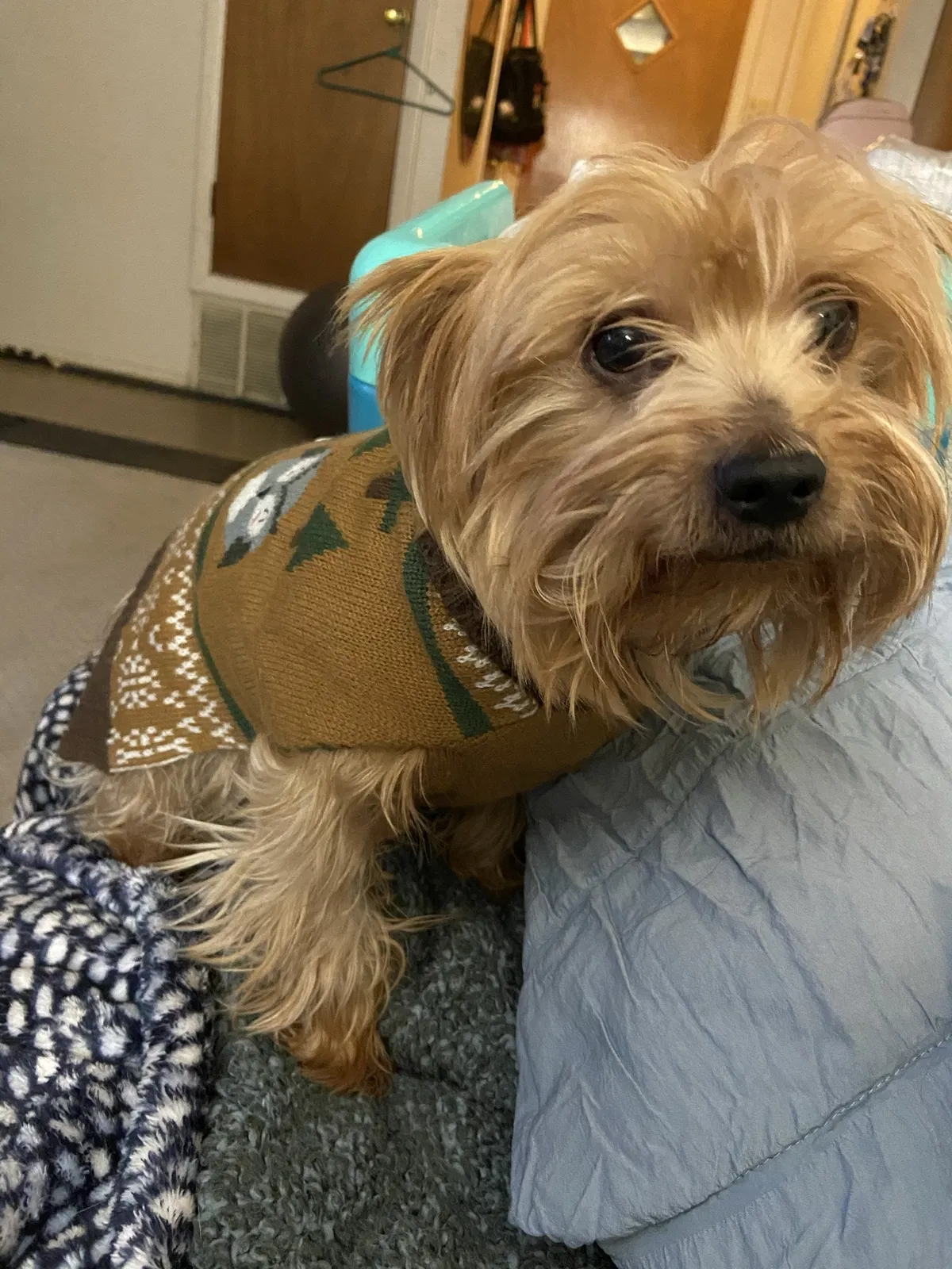 Lost dog in Albuquerque, NM, 87123