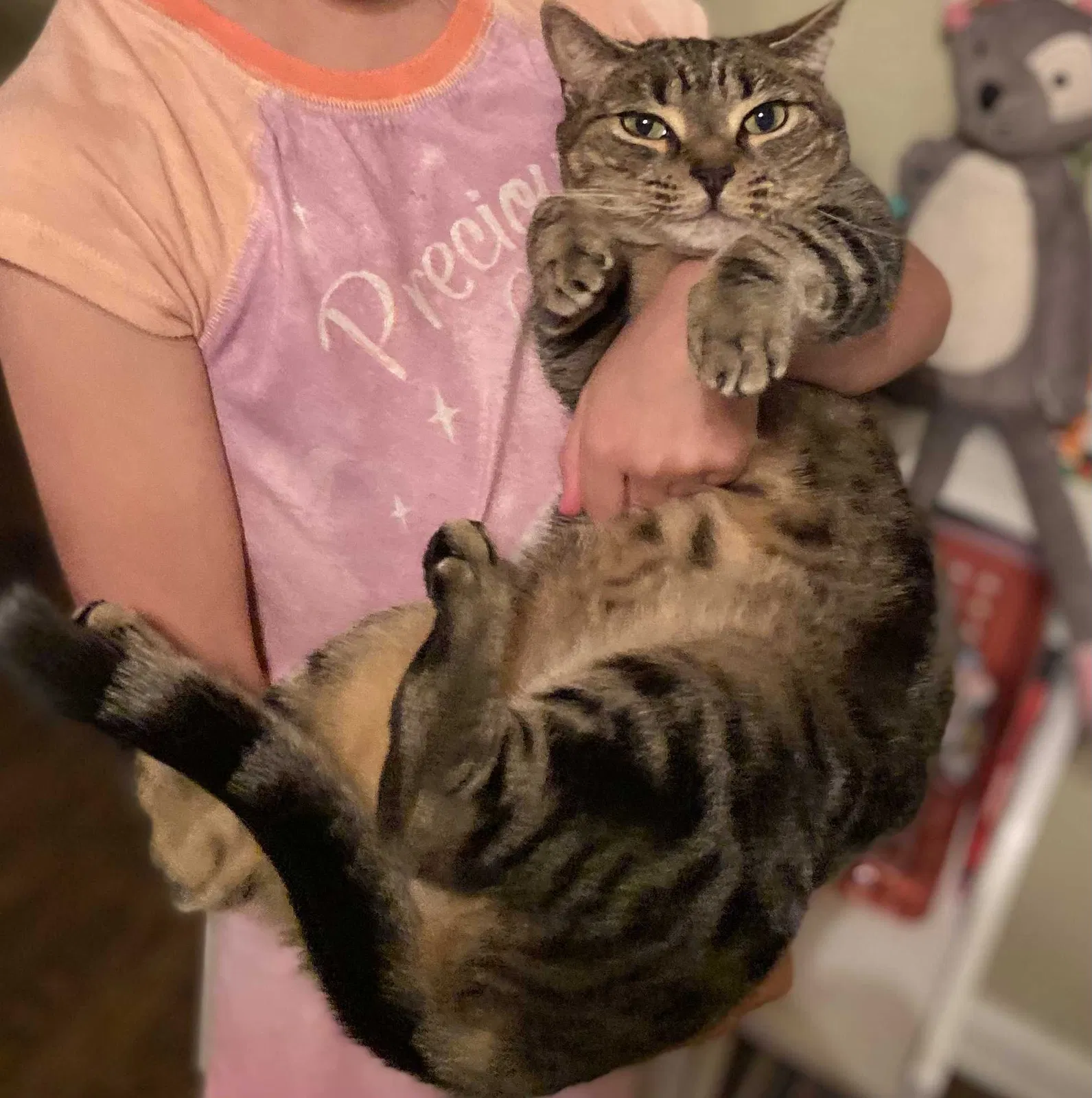 Lost cat in Edmond, OK, 73012