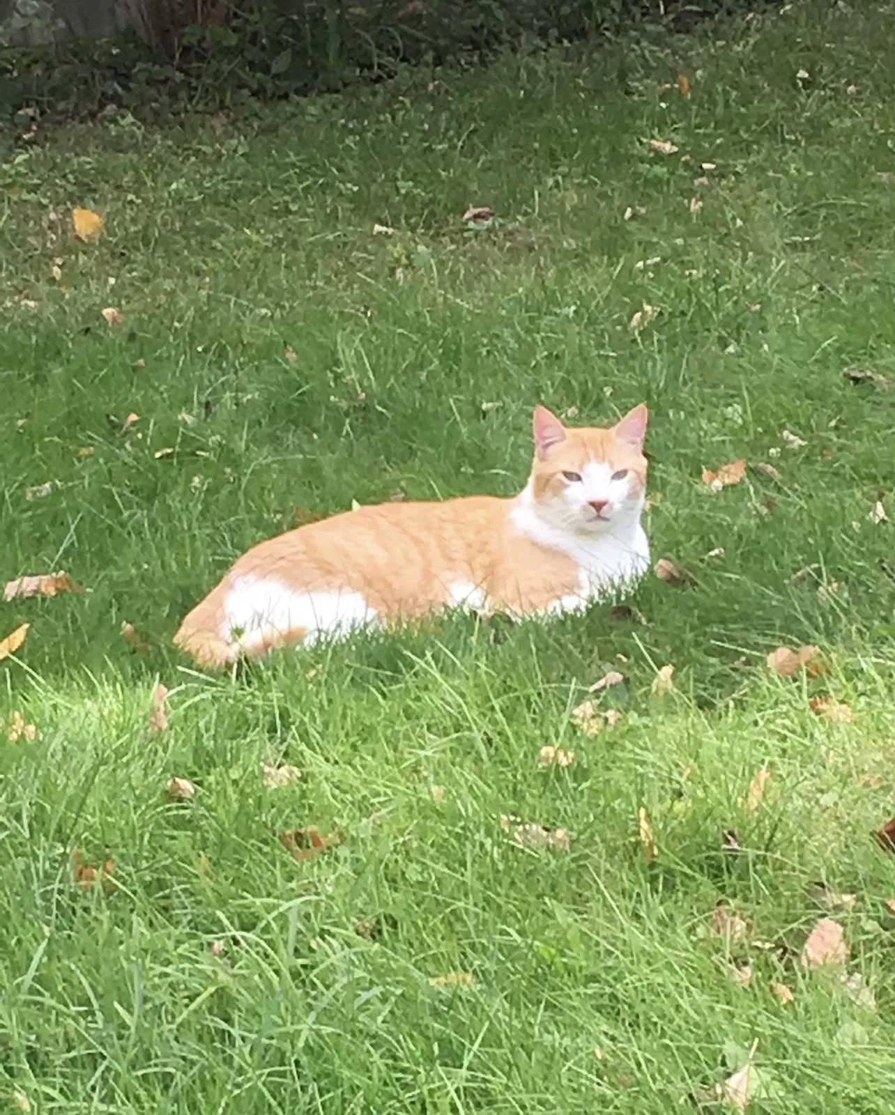 Lost cat in Clinton, MA, 1510