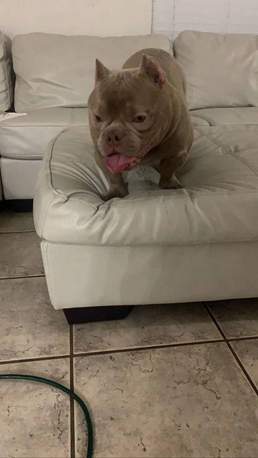 Lost dog in Orlando, FL, 32818