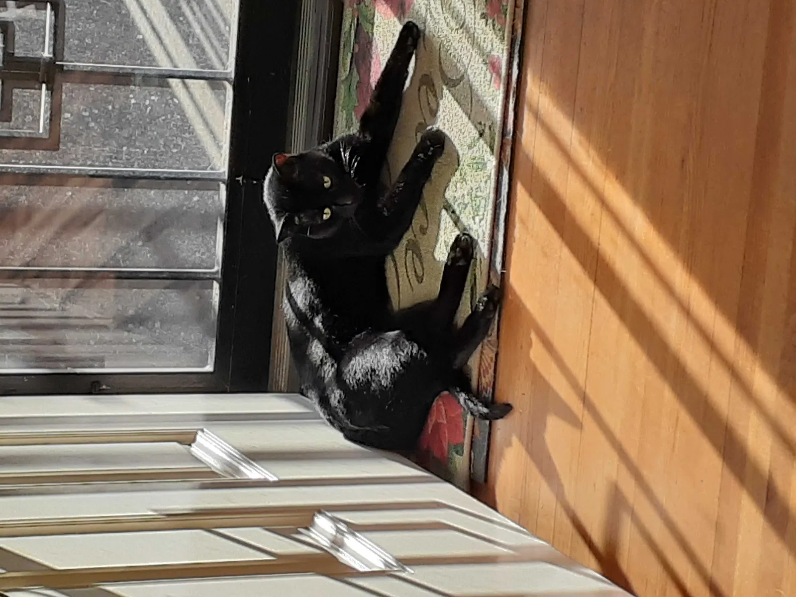 Lost cat in Albuquerque, NM, 87102