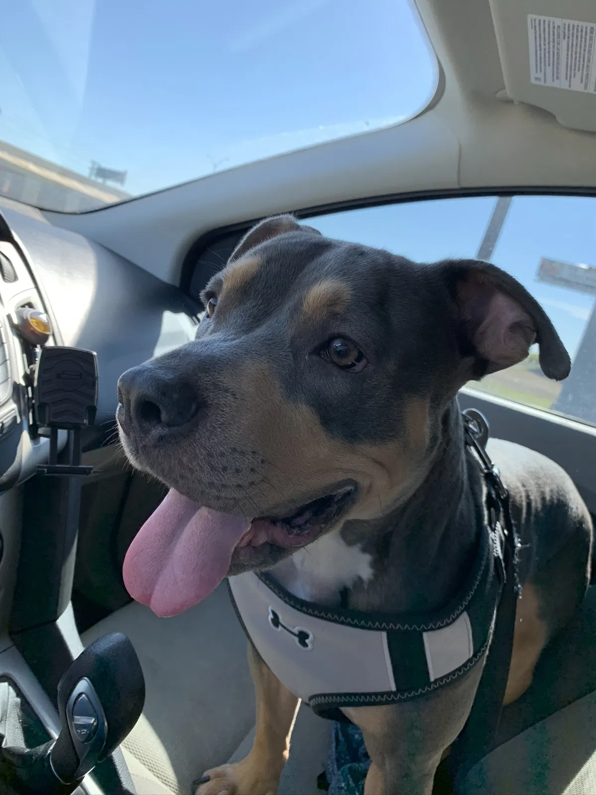 Lost dog in Universal City, TX, 78148