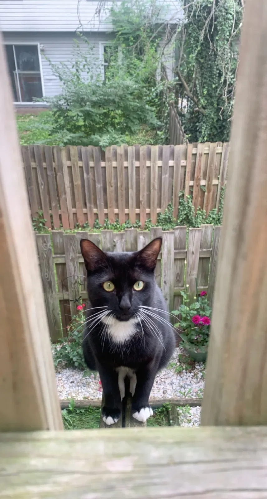 Lost cat in Manassas, VA, 20110