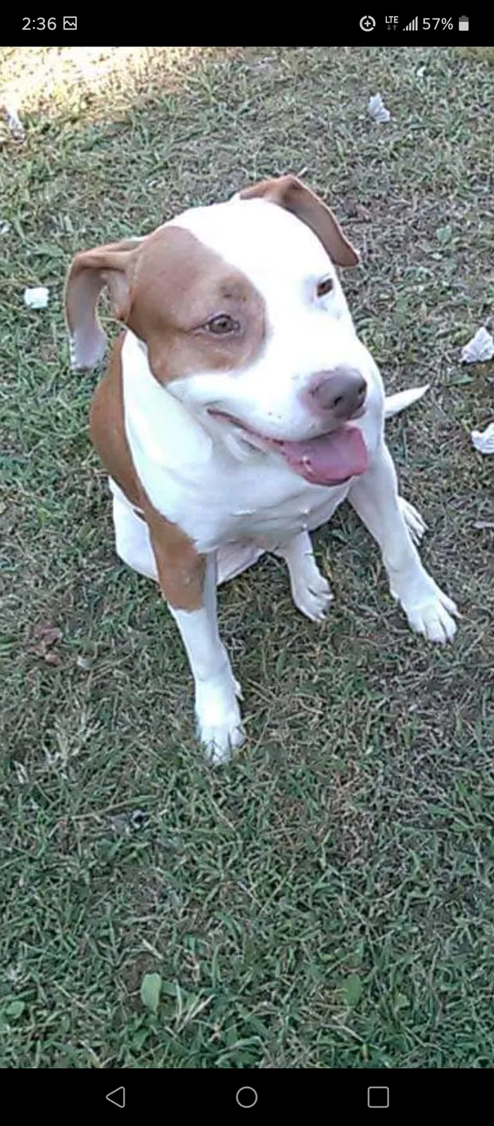 Lost dog in Stevenson, AL, 35772