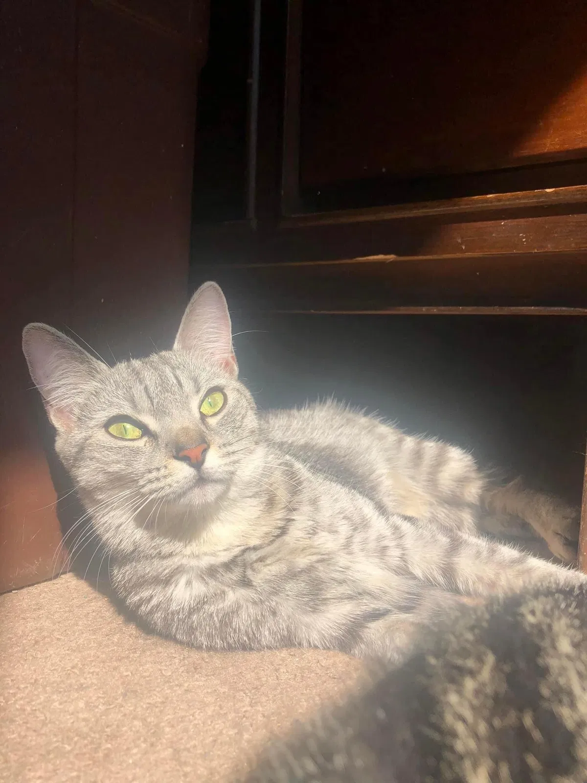 Lost cat in Youngstown, OH, 44502
