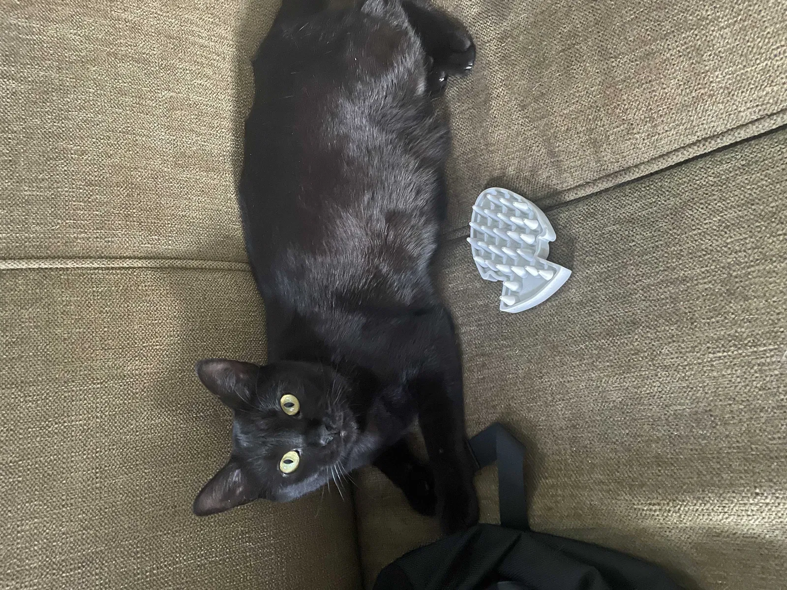 Lost cat in Lowell, MA, 1852