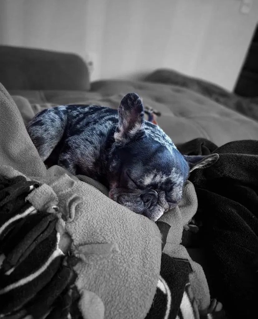 Lost dog in Aurora, CO, 80010