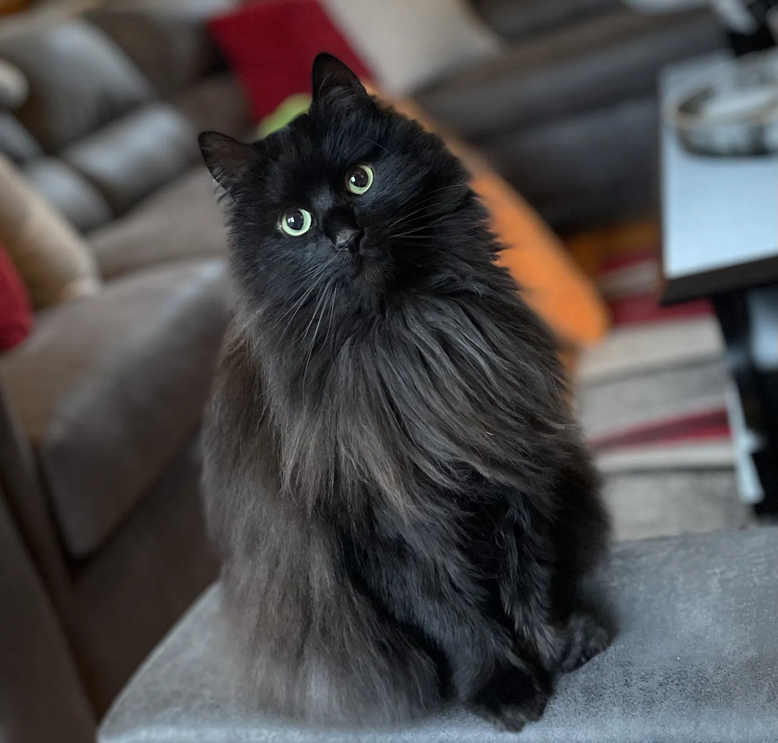 Lost cat in Charlotte, NC, 28214