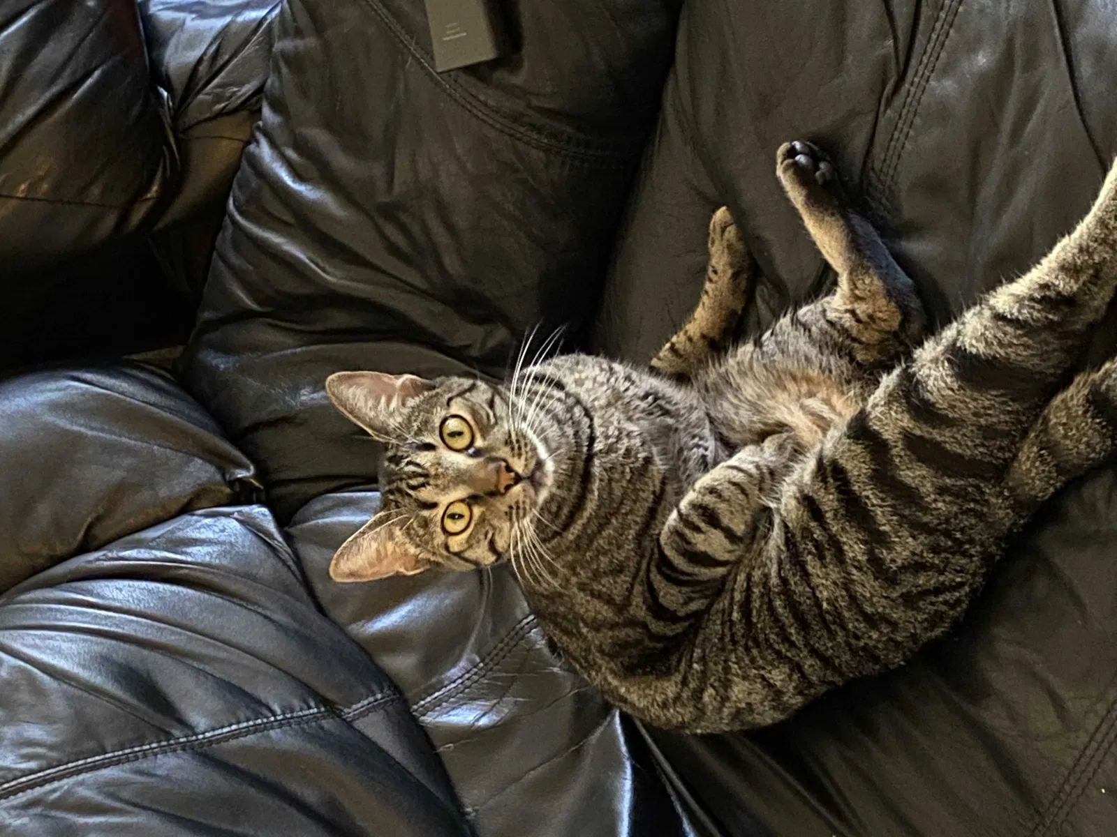 Lost cat in Vista, CA, 92081