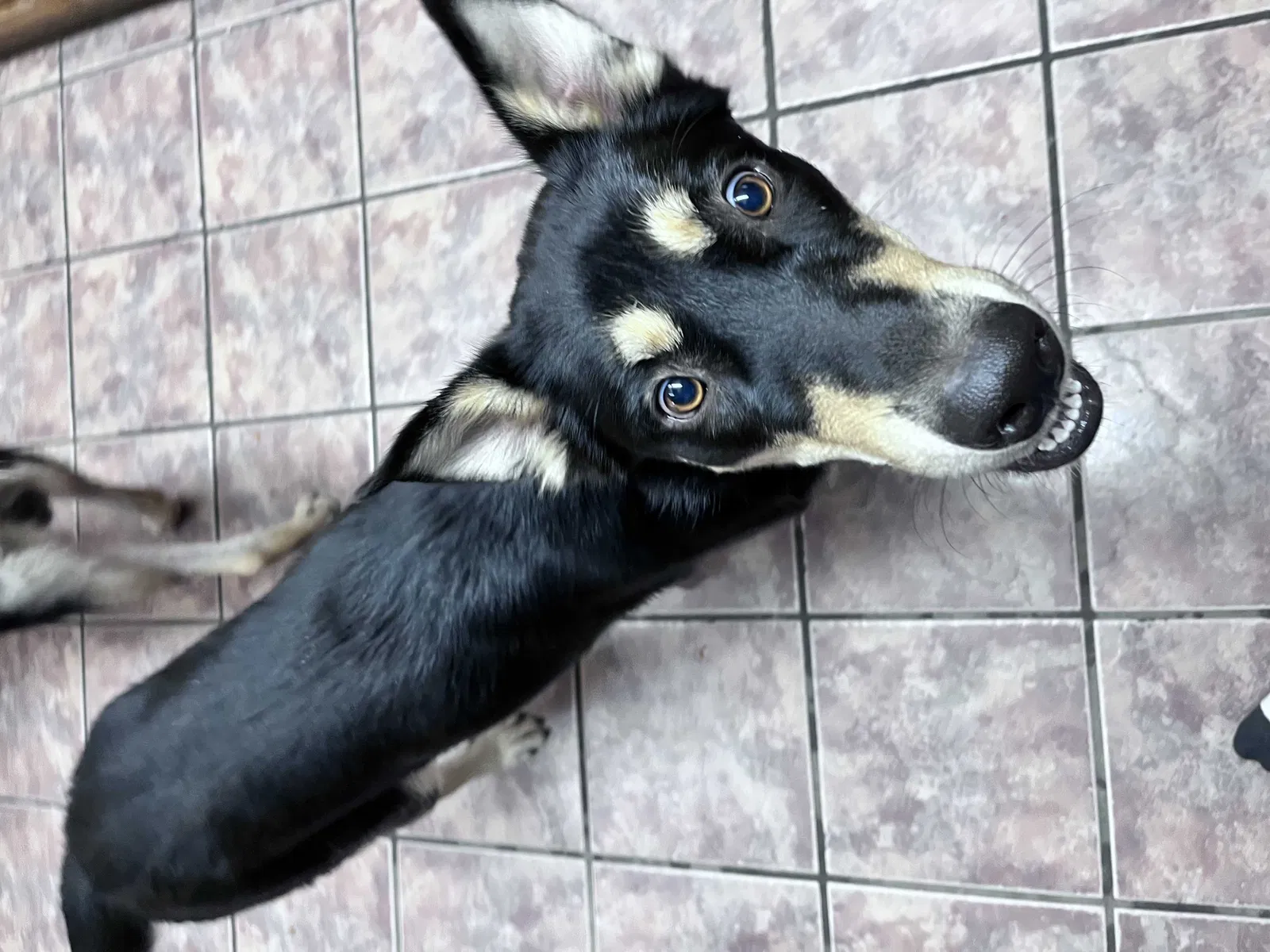 Lost dog in Sand Springs, OK, 74063