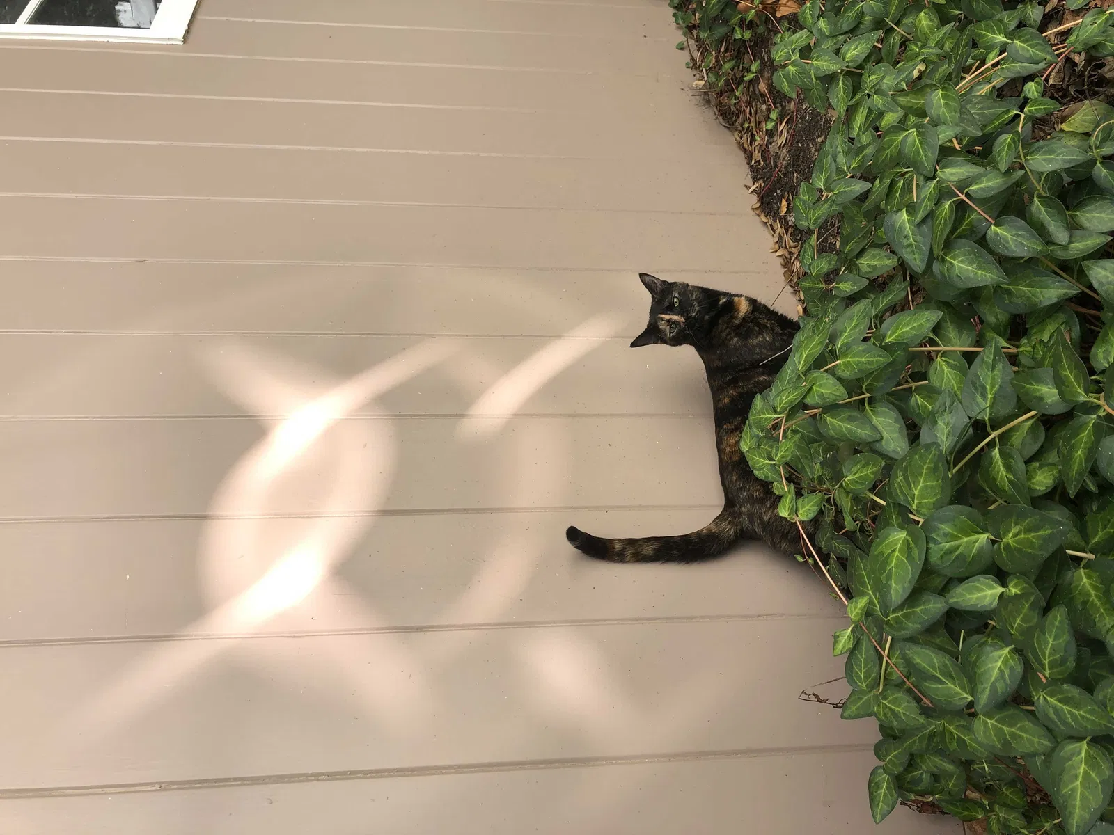 Lost cat in Grand Rapids, MI, 49504