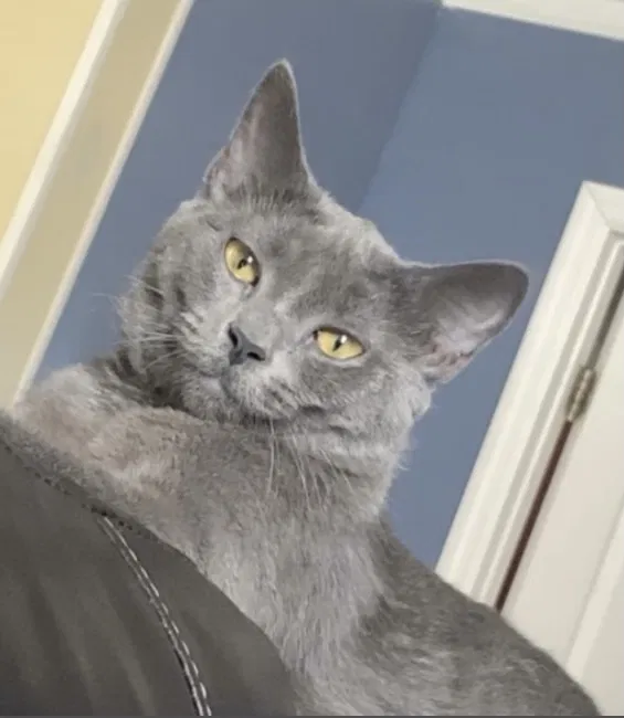 Lost cat in Sanford, FL, 32773