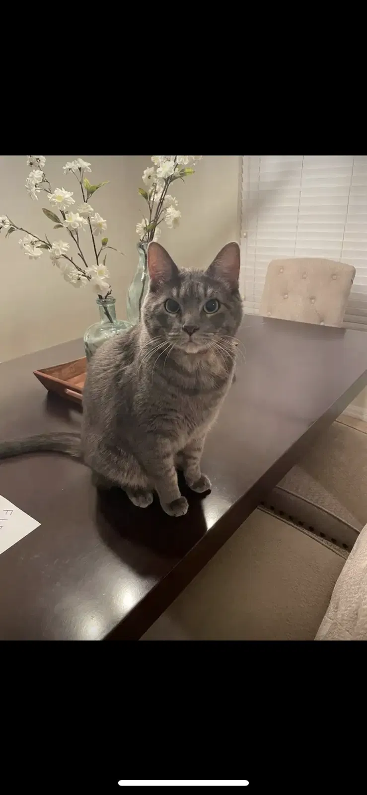 Lost cat in Orlando, FL, 32824