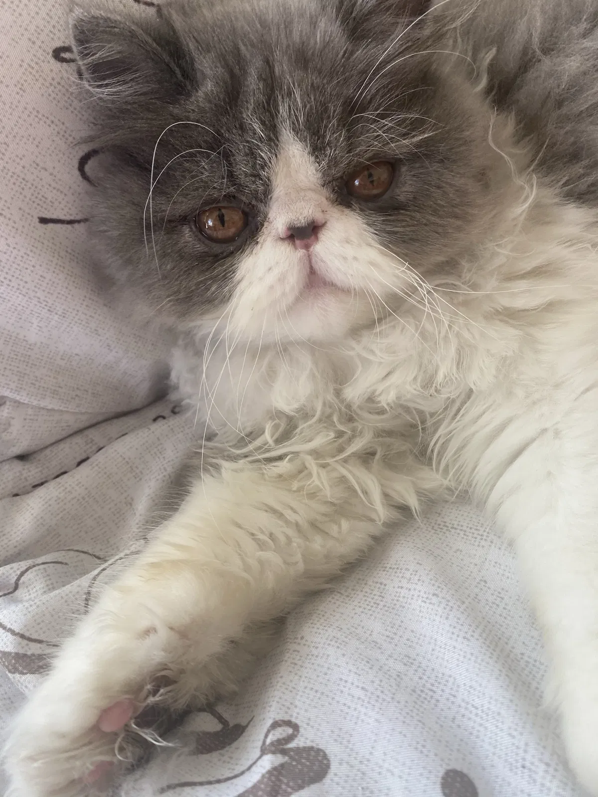 Lost cat in Laguna Beach, CA, 92651