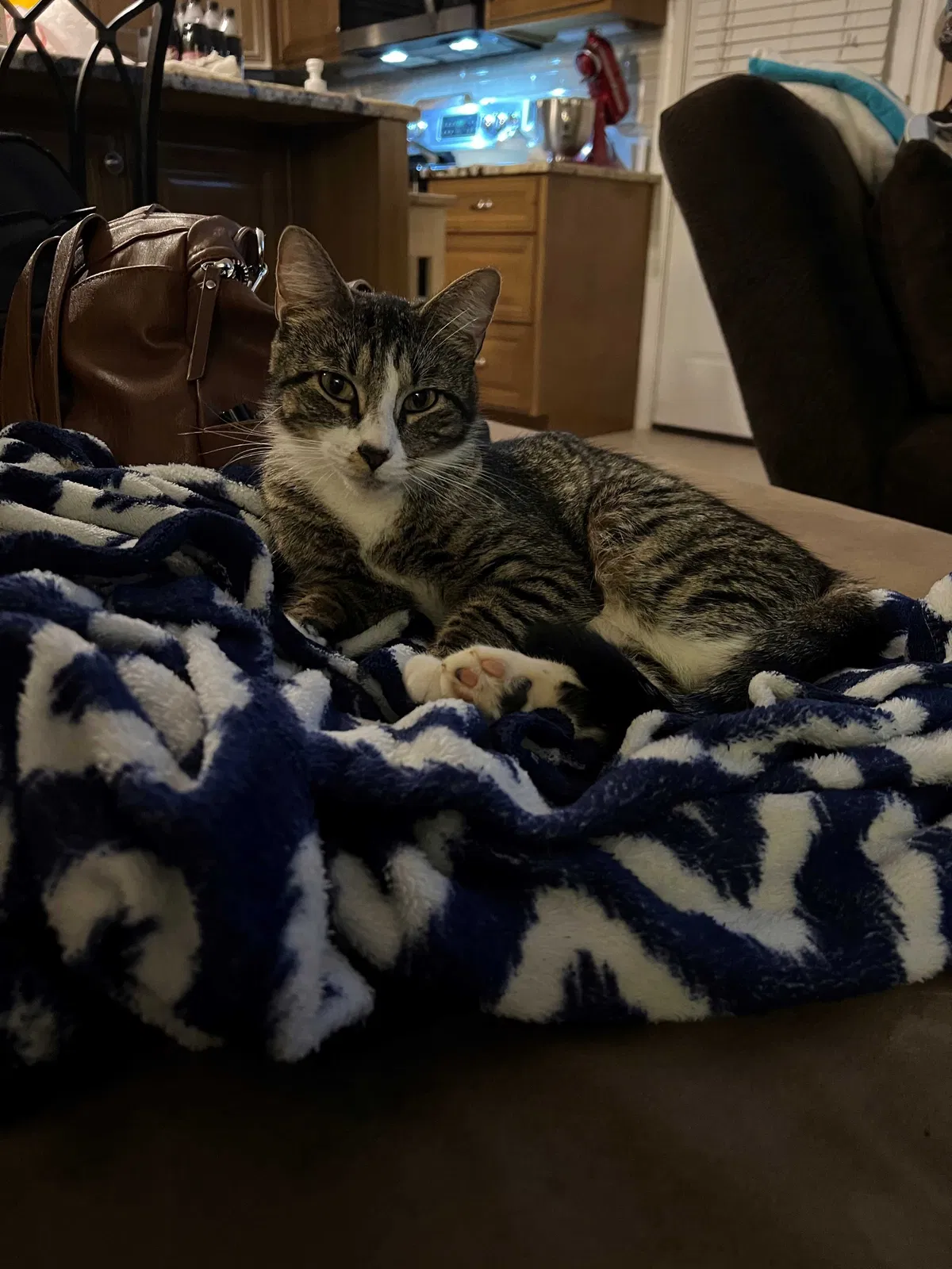Lost cat in Mount Holly, NC, 28120