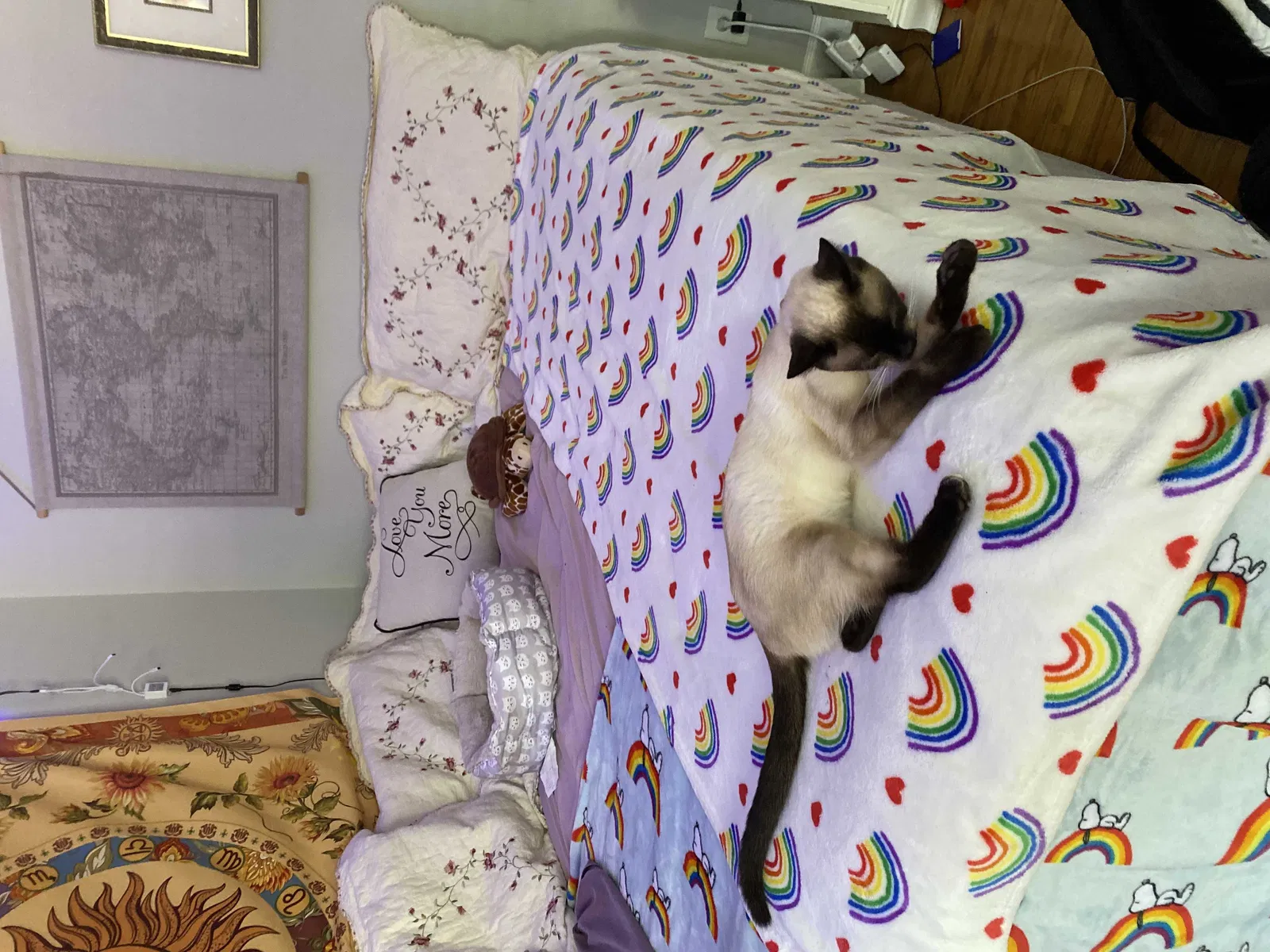 Lost cat in Lexington, NC, 27292