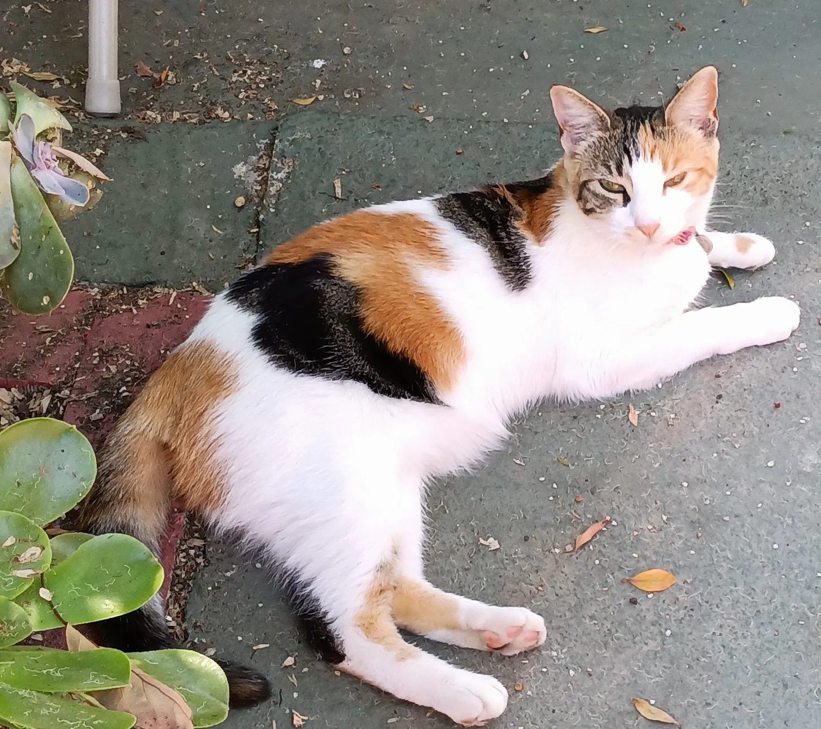 Lost cat in Fallbrook, CA, 92028