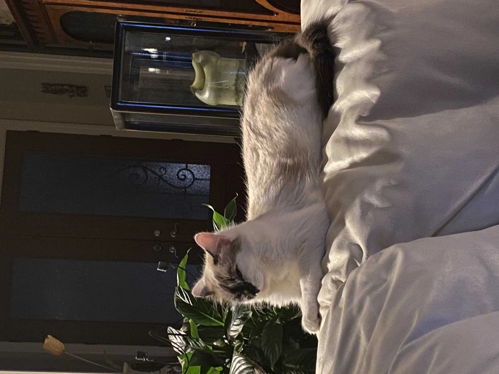 Lost cat in Mooresville, NC, 28117