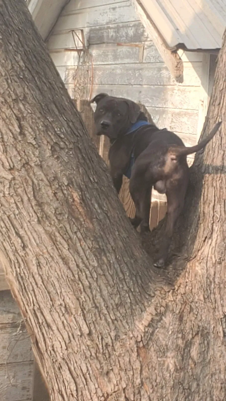 Lost dog in Enid, OK, 73701