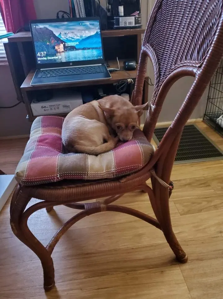 Lost dog in Timmonsville, SC, 29161