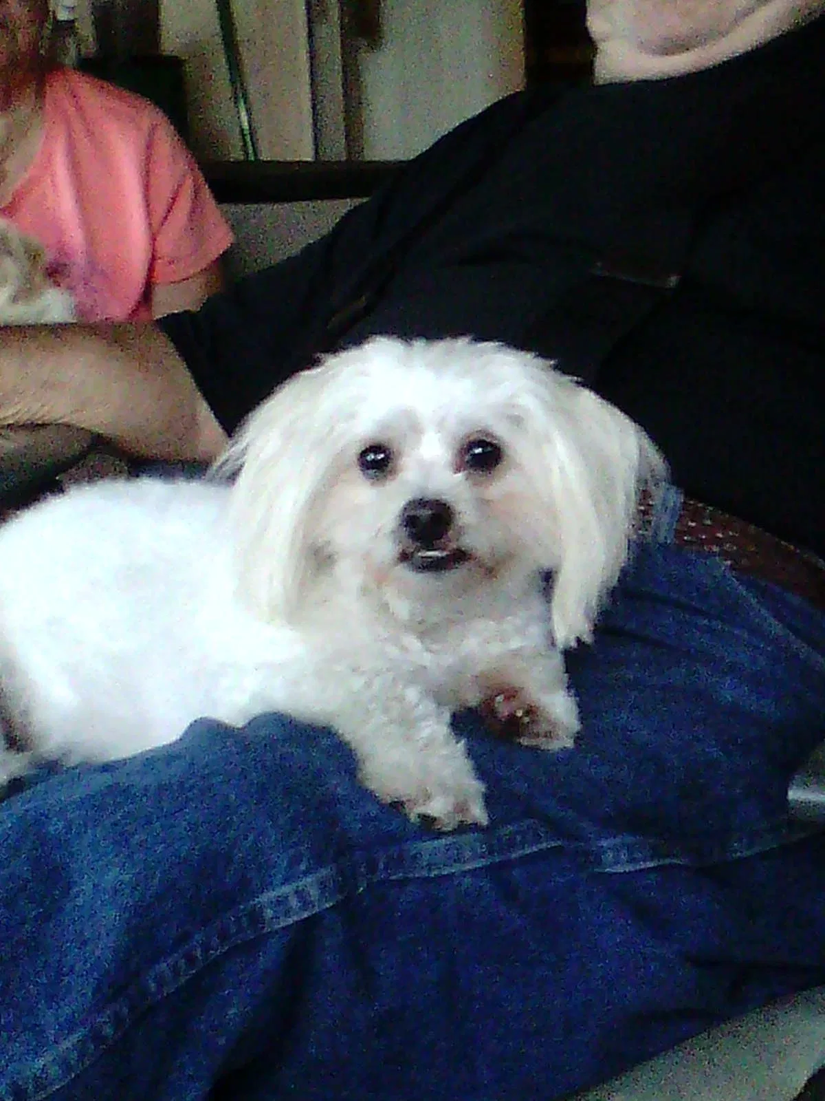 Lost dog in Summerfield, FL, 34491
