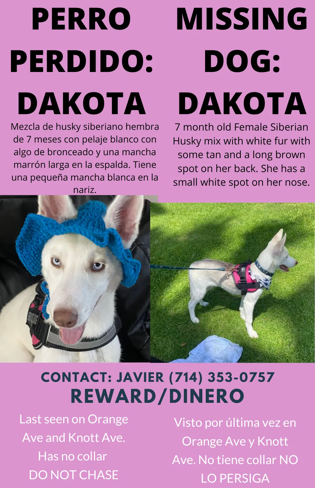 Lost dog in Anaheim, CA, 92804