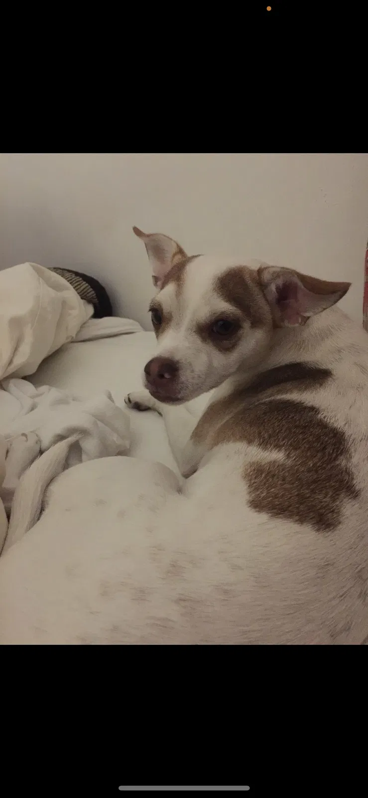 Lost dog in Van Nuys, CA, 91406