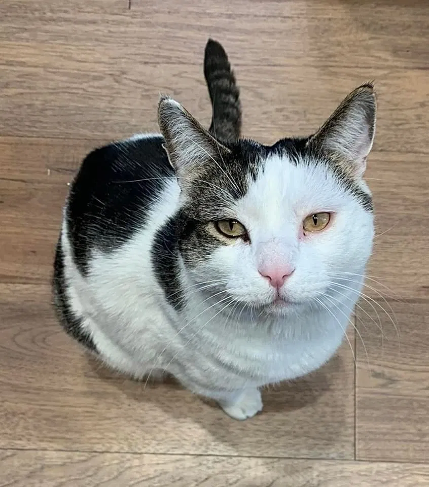 Lost cat in Cincinnati, OH, 45226