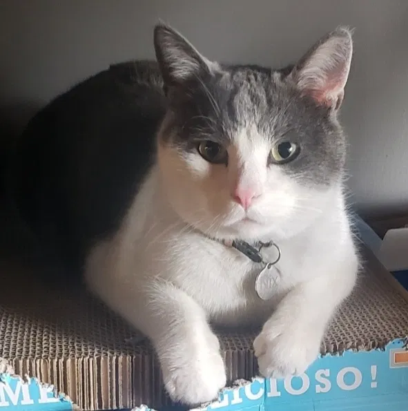 Lost cat in Wichita, KS, 67226