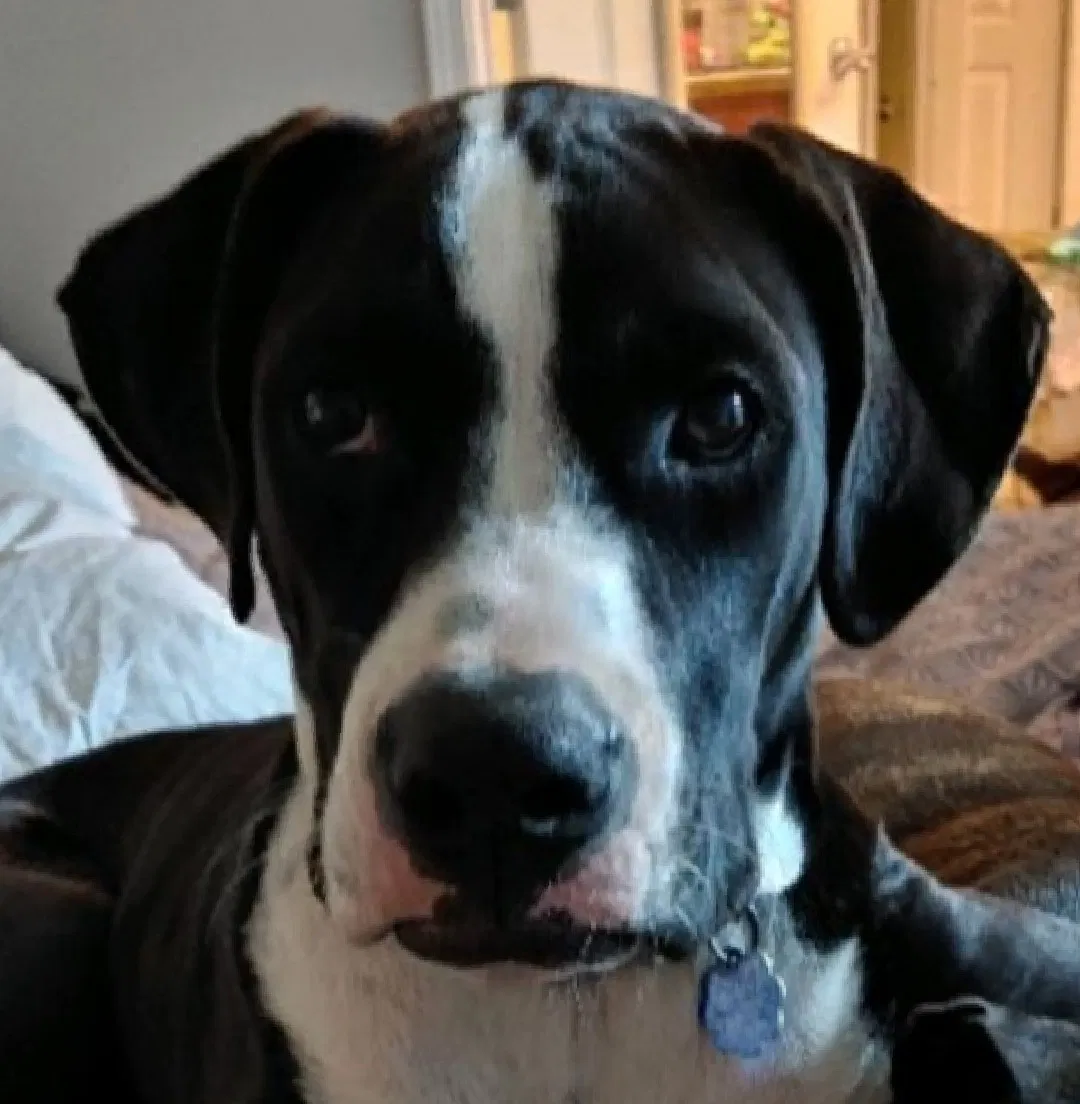 Lost dog in Cantonment, FL, 32533