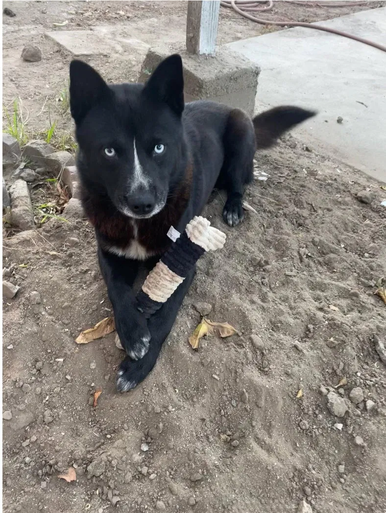 Lost dog in Inglewood, CA, 90301
