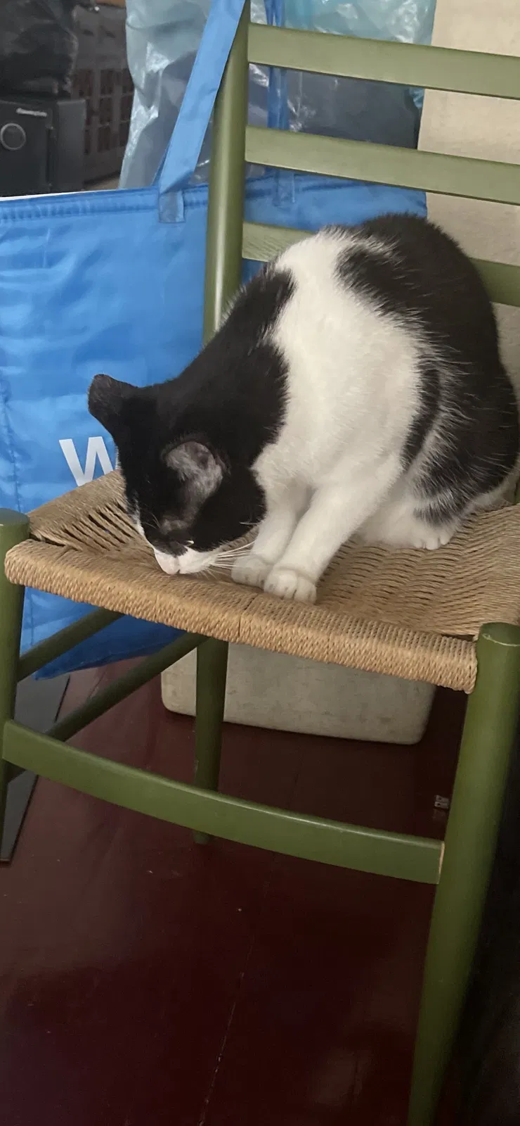 Lost cat in Minneapolis, MN, 55411